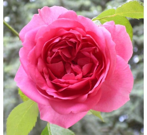 Роза Пинк Клауд (Pink Cloud)